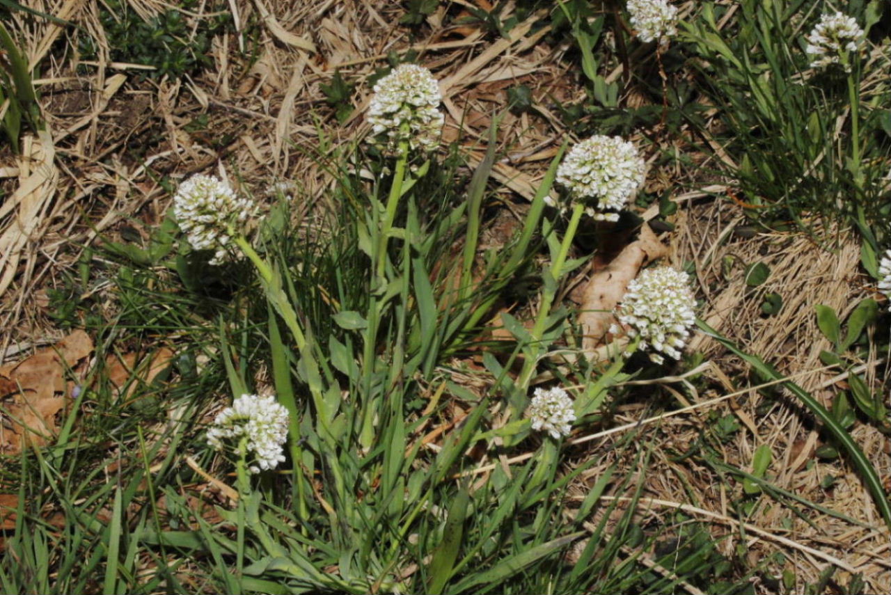 Noccaea caerulescens  / Erba storna cerulea